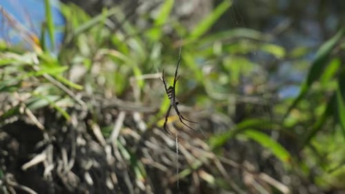 Close up of Spider in Web