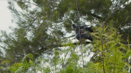Tier, Vogel, Tauben auf einem Baum (3)