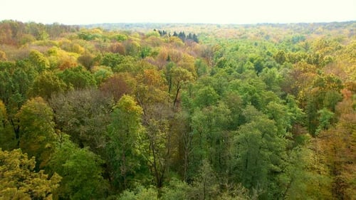 Beautiful scenery of an autumn forest on sunny bright day.