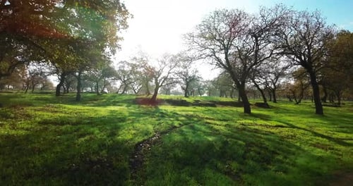 Bare Oak trees and green grass with flickering sun flare between branches