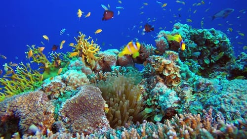 Vibrant Coral Reef Ecosystem with Colorful Fish