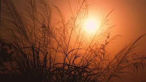 Close up golden sunset behind grass field in idyllic countryside, slow motion