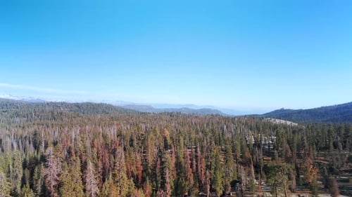 Spruce Trees On The Mountains Of Sequoia National Park In California, United States. Aerial Drone
