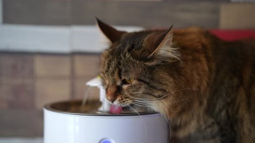 Fluffy Cat with Thick Fur Drinking Fresh Flowing Water From Electric Drinking Fountain in Shape of