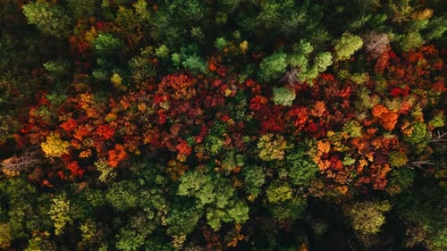 An Aerial View of a Beautiful Colorful Autumn Forest Landscape Filled with Vibrant Colors