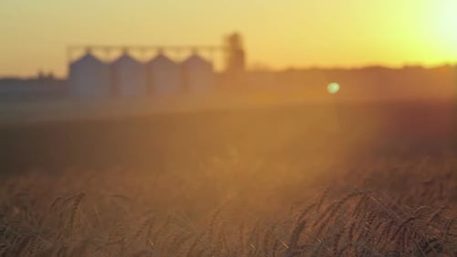 Wheat Field and Countryside Scenery