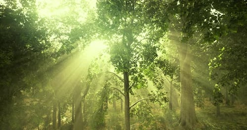 Sunlight Filtering Through Lush Green Trees in a Serene Forest Landscape