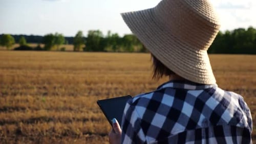 Adult Farmer Using Digital Tablet at Wheat Meadow on Sunny Day Female Agronomist Monitoring Harvest