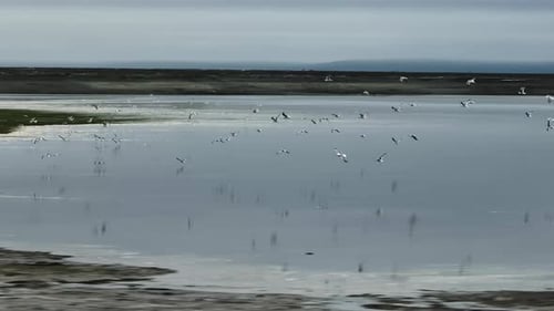 Seagulls Fly Along the Shore