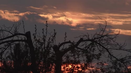 Beautiful sunset over the shadow of tree branches, static medium shot