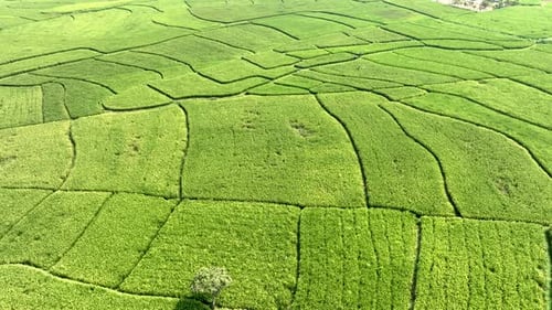 Aerial view of vibrant green rice paddy fields, Bangladesh.