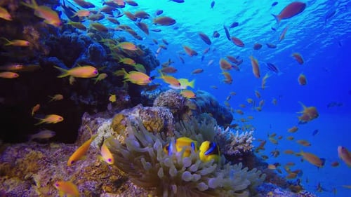Underwater Clownfish Blue Sea