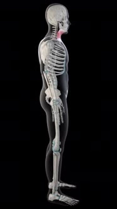 Platysma Muscles On Whole Human Body Vertical Video