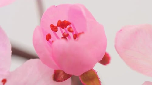 Épanouissement des fleurs, floraison des fleurs