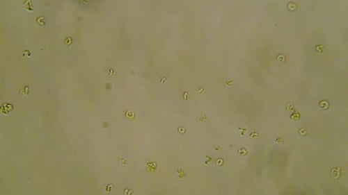 Active Microscopic Organisms in Biological Sample