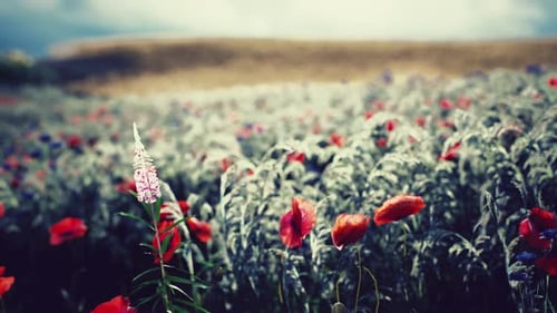 Lebendiges Wildblumenfeld mit Mohnblumen unter bewölktem Himmel im Frühling