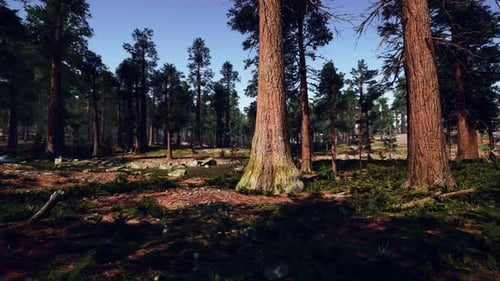 A Serene Forest Filled with Tall Trees