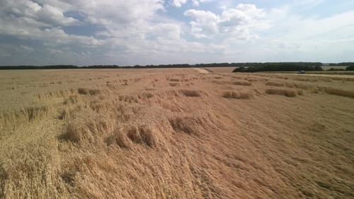 Wheat field aerial view in Ukraine