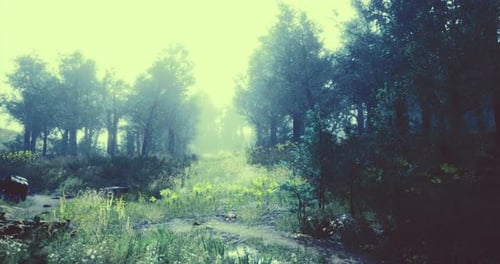 Misty Forest Path with Sunlight Filtering Through the Trees in Morning Light