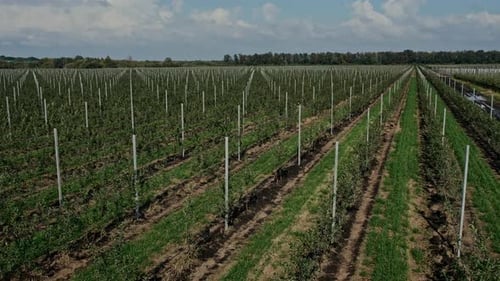 Agricultural Farmer Field with Fruit Garden of Apple Trees Planted in Smooth Row
