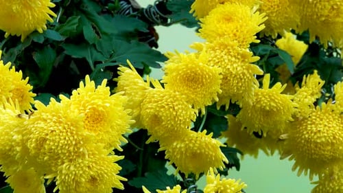 Nahaufnahme von Chrysanthemengelben großen und runden Blüten mit vielen Blütenblättern.