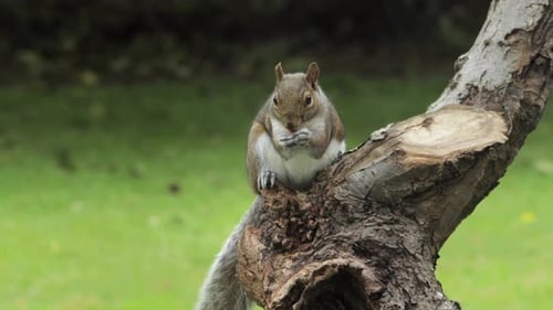 Grey Squirrel Eating A Peanut Sat On A Tree Trunk Close Up Daytime Garden Borehamwood Hertfordshire