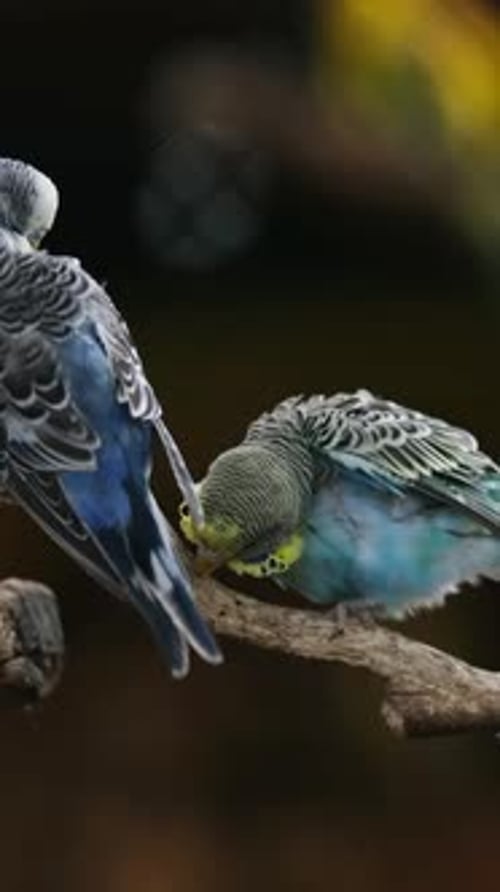 Flock Of Colorful Small Parrots Cleaning Feathers