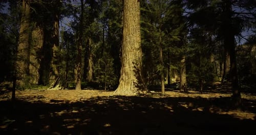 Majestic Tall Trees Create a Serene Atmosphere in a Peaceful Forest