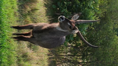 Vertical View Of Waterbuck Antelope Standing In The Field.