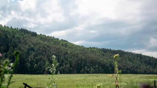 Storm Approaching Lush Green Hill with Cows Grazing