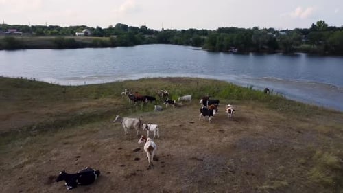 Cattle Grazing Peacefully by Lake Aerial View