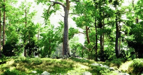 Vibrant Forest Full of Lush Greenery and Towering Trees in Daylight