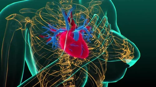 Human Circulatory System Heart Beat Anatomy Animation Concept