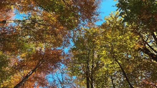 The camera spins to capture treetops on a sunny autumn day, showcasing vibrant, colorful leaves.