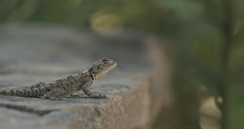 Closeup View On Lizard Oliviera