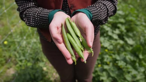Woman Holding Freshly Picked Green Pea Pods