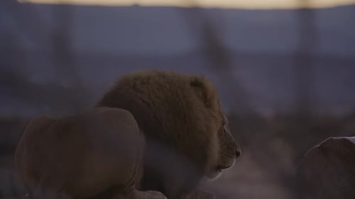 Side profile lion standing up at dawn