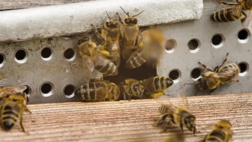 Macro Shots of Swarm of Honey Bees Crawling on Wooden Hive in Afternoon Sunshine Insect in Wild