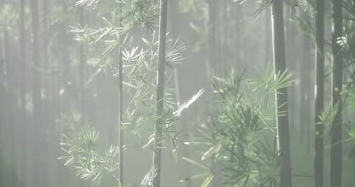 Bamboo Forest Filled with Mist Creating a Serene and Tranquil Atmosphere