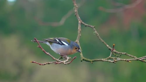Colorful bird perched on a branch in a tranquil forest during springtime
