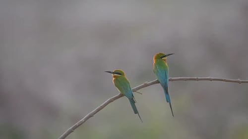 Pair of Blue Tailed Bee Eaters Perched Gracefully in Golden Light