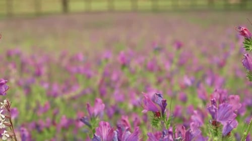 Foto de enfoque superficial de Purple Viper's Bugloss Meadow en primavera