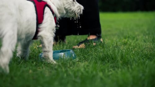 Nahaufnahme im Sommer: Im Park auf Green Lawn gießt der Besitzer Wasser in eine Schüssel im West Highland
