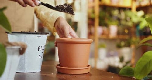 Preparation for Transplanting or Repotting Plant Gardening Concept Hands