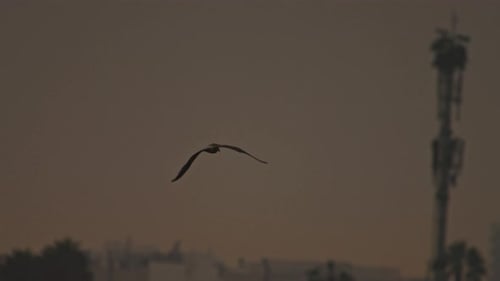 Bird flying over a city at sunset, creating a tranquil and nature-filled mood