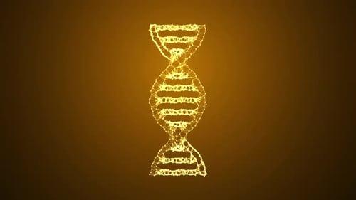 DNA Plexus Loop Gold