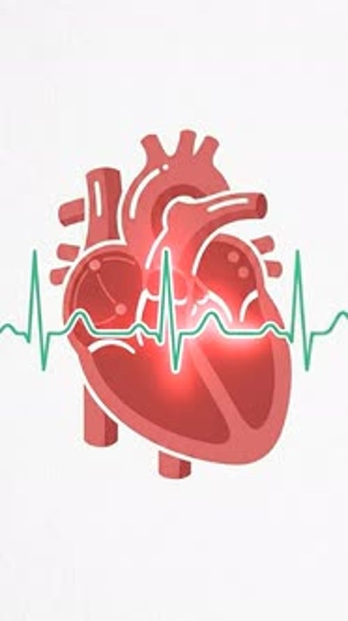 Heart Electrical Activity - Ecg Pulses On Cardiac Anatomy 2D Animation | Manestream Den