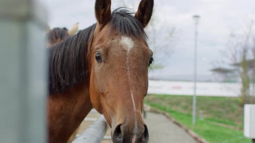 Neugieriges Pferd auf der Farm