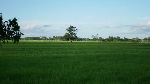 agricultural footage