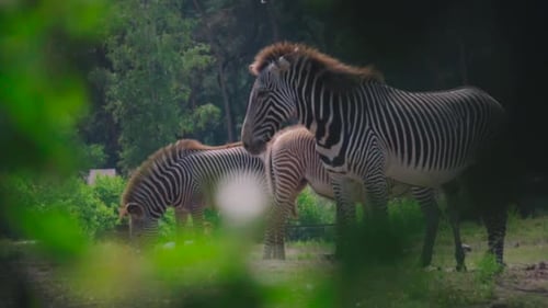 A herd of zebras grazing on a green field between the trees.